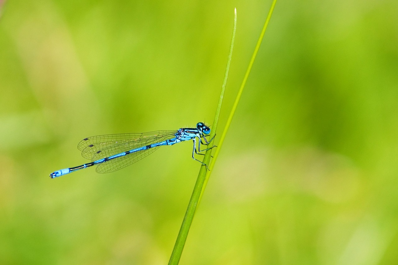 Azure Landing Zone vs. Greenfield-Setup: Welcher Ansatz für KMU?